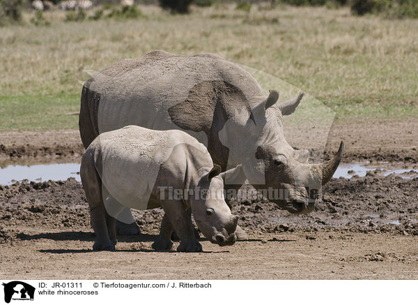 Breitmaulnashrner / white rhinoceroses / JR-01311