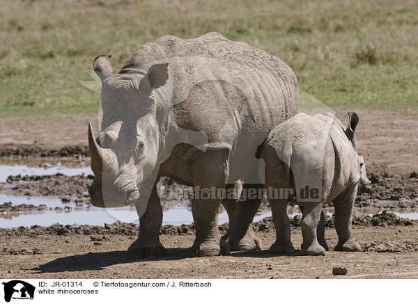 Breitmaulnashrner / white rhinoceroses / JR-01314