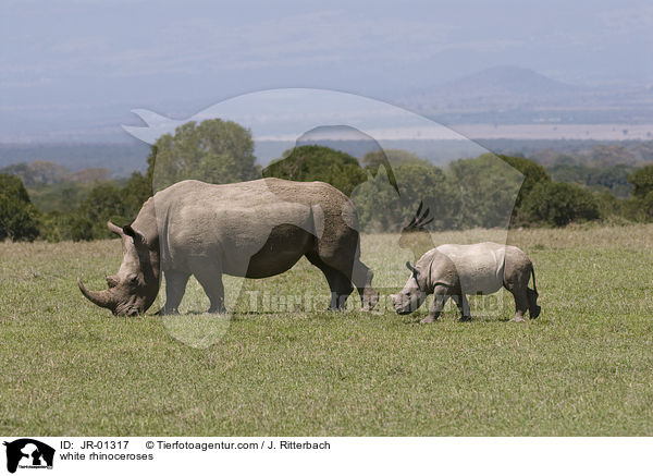 Breitmaulnashrner / white rhinoceroses / JR-01317