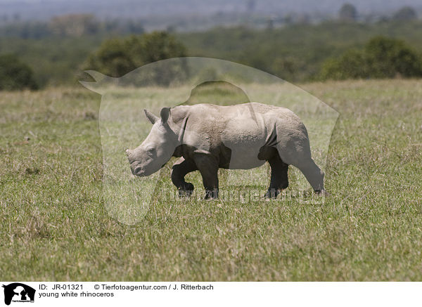 junges Breitmaulnashorn / young white rhinoceros / JR-01321