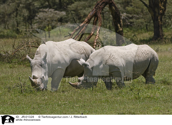 white rhinoceroses / JR-01328