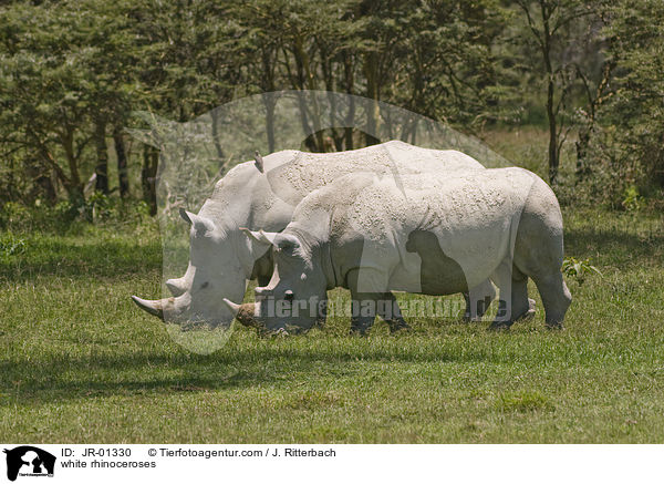 white rhinoceroses / JR-01330