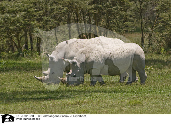 Breitmaulnashrner / white rhinoceroses / JR-01330