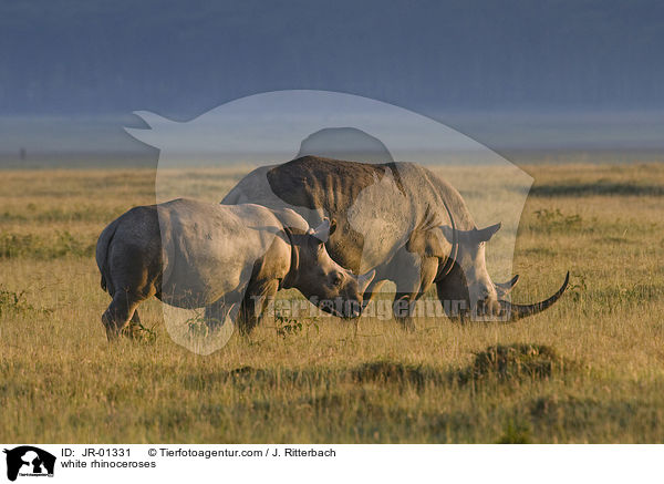 Breitmaulnashrner / white rhinoceroses / JR-01331