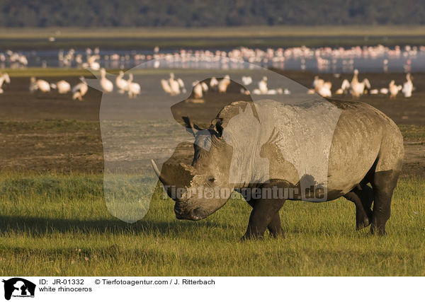 Breitmaulnashorn / white rhinoceros / JR-01332