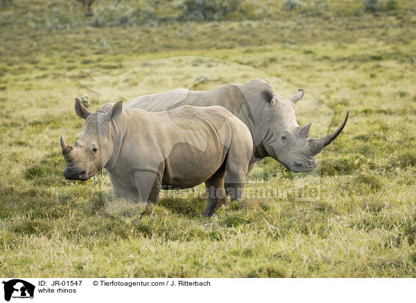 Breitmaulnashrner / white rhinos / JR-01547