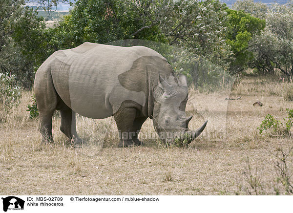 Breitmaulnashorn / white rhinoceros / MBS-02789