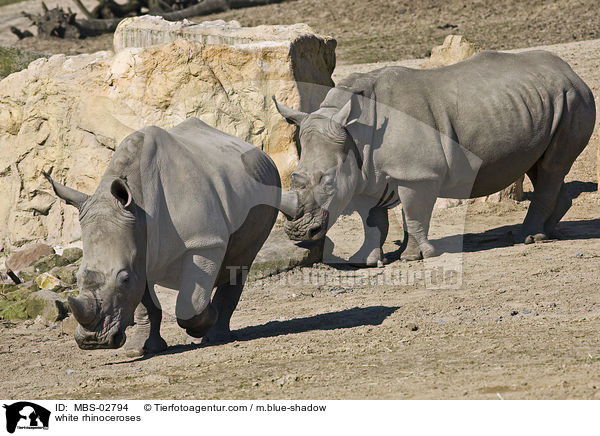 white rhinoceroses / MBS-02794