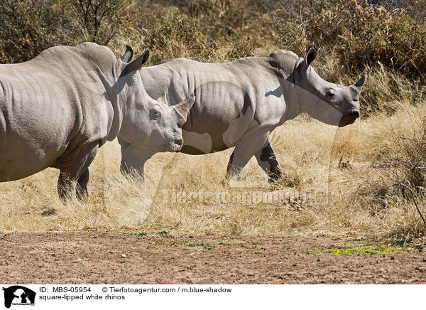 Breitmaulnashrner / square-lipped white rhinos / MBS-05954