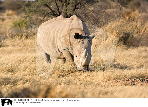 Breitmaulnashorn / square-lipped white rhino / MBS-05957