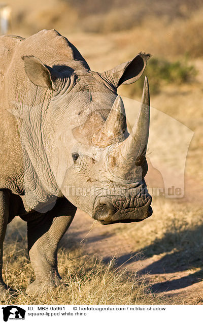 Breitmaulnashorn / square-lipped white rhino / MBS-05961