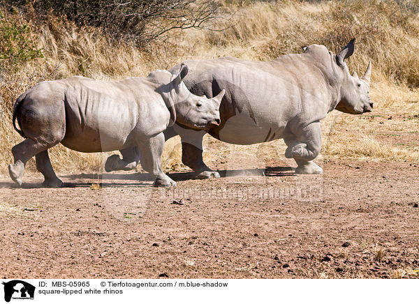 square-lipped white rhinos / MBS-05965