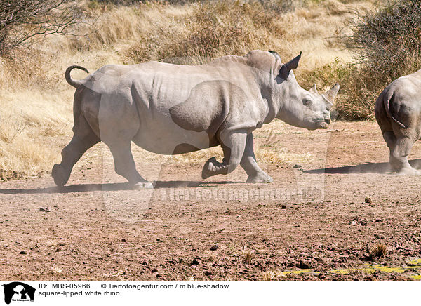 Breitmaulnashorn / square-lipped white rhino / MBS-05966