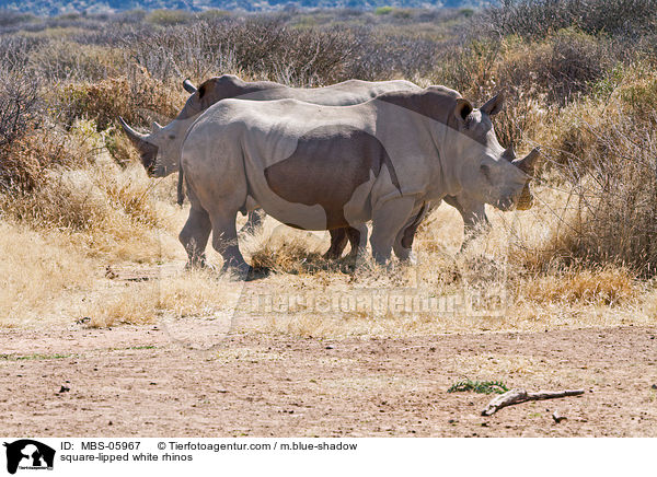 Breitmaulnashrner / square-lipped white rhinos / MBS-05967