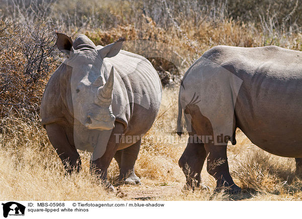 square-lipped white rhinos / MBS-05968