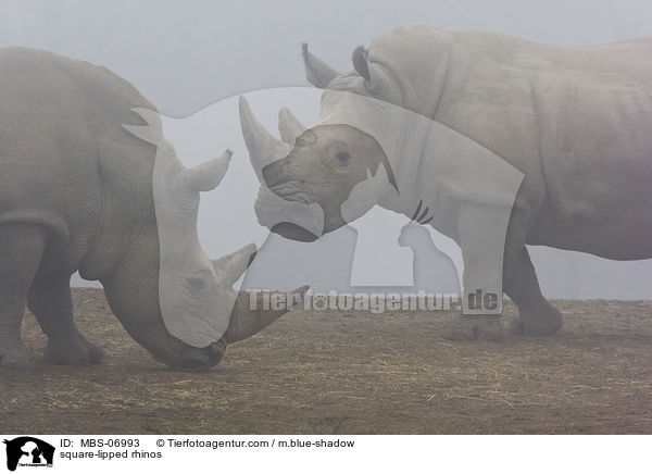 square-lipped rhinos / MBS-06993