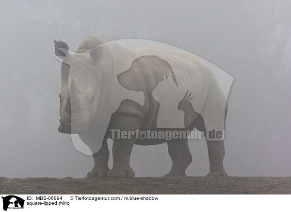Breitmaulnashorn / square-lipped rhino / MBS-06994