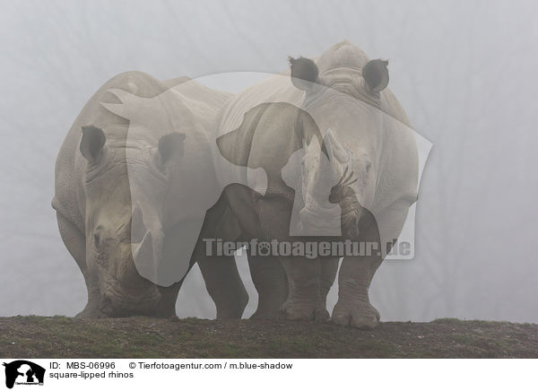 Breitmaulnashrner / square-lipped rhinos / MBS-06996