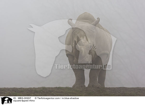 square-lipped rhino / MBS-06997