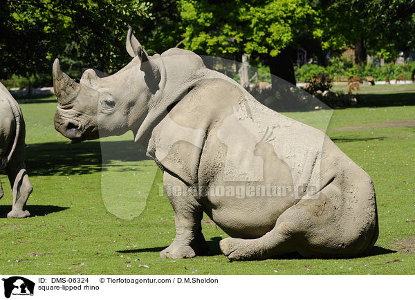Breitmaulnashorn / square-lipped rhino / DMS-06324