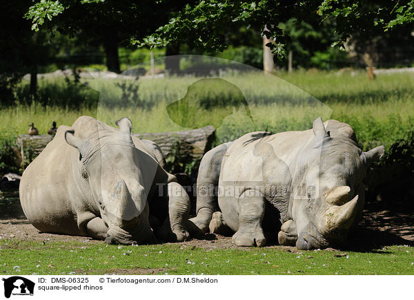 square-lipped rhinos / DMS-06325
