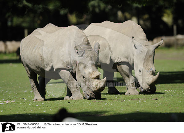 square-lipped rhinos / DMS-06353
