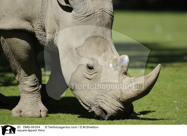 Breitmaulnashorn / square-lipped rhino / DMS-06354