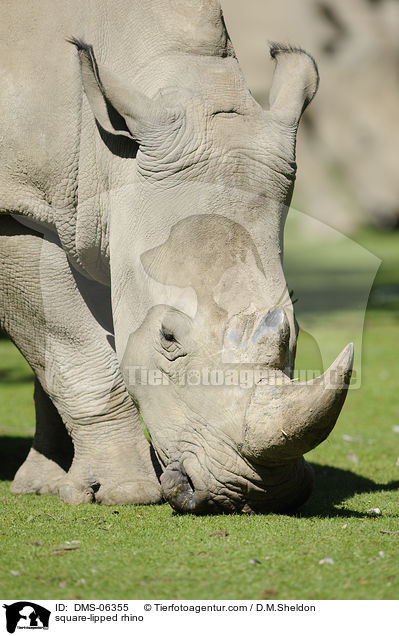 square-lipped rhino / DMS-06355
