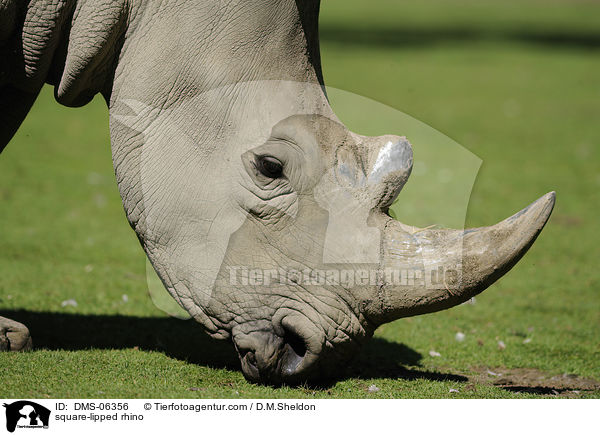 square-lipped rhino / DMS-06356