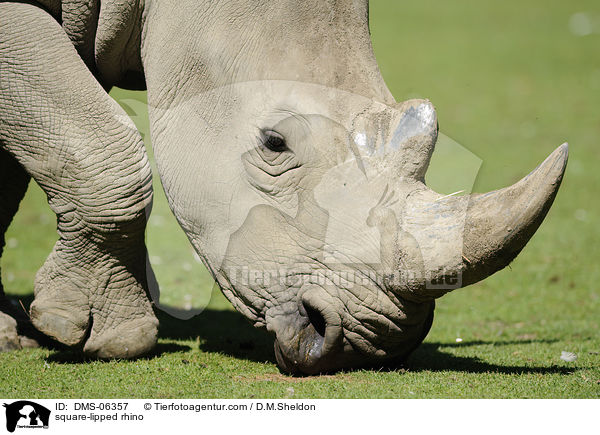 Breitmaulnashorn / square-lipped rhino / DMS-06357