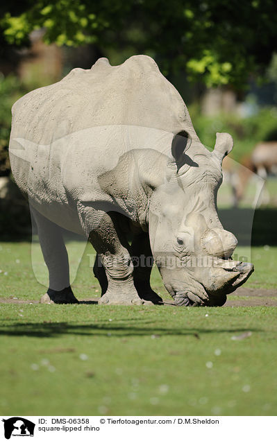 Breitmaulnashorn / square-lipped rhino / DMS-06358