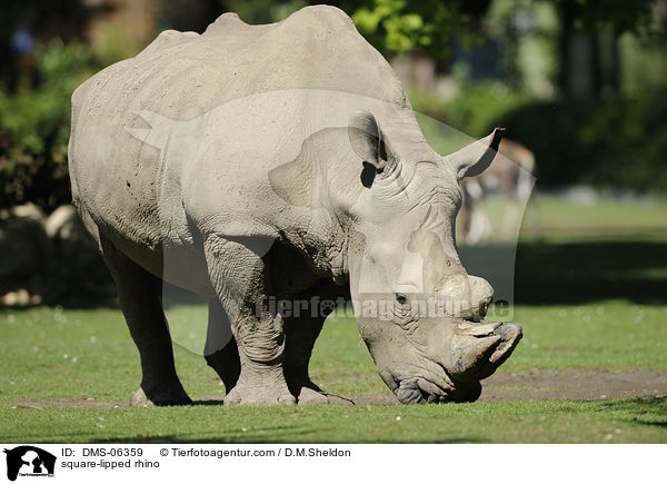 Breitmaulnashorn / square-lipped rhino / DMS-06359