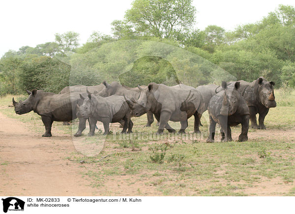 Breitmaulnashrner / white rhinoceroses / MK-02833