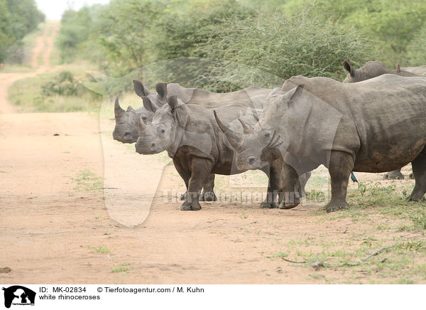 Breitmaulnashrner / white rhinoceroses / MK-02834