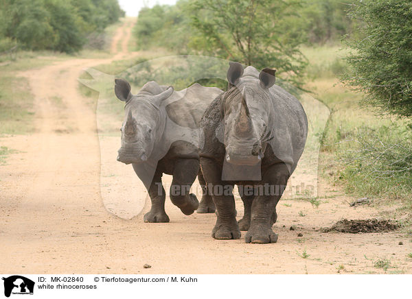 Breitmaulnashrner / white rhinoceroses / MK-02840