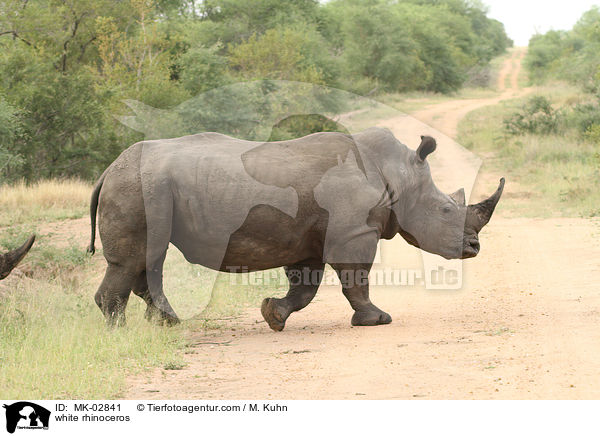 Breitmaulnashorn / white rhinoceros / MK-02841