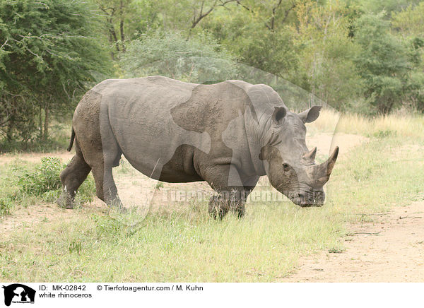 Breitmaulnashorn / white rhinoceros / MK-02842