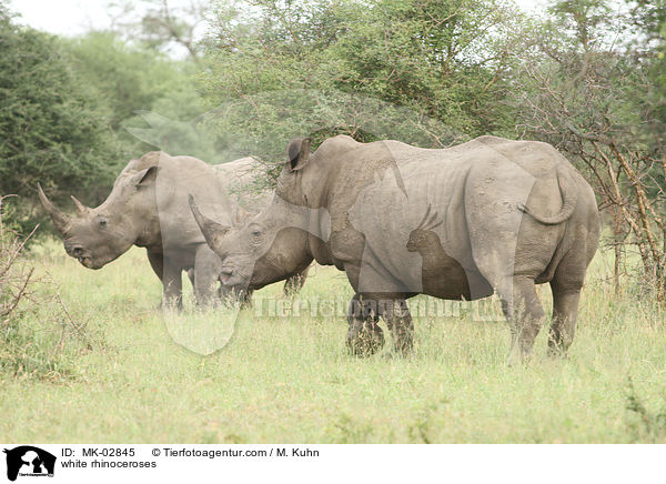 Breitmaulnashrner / white rhinoceroses / MK-02845