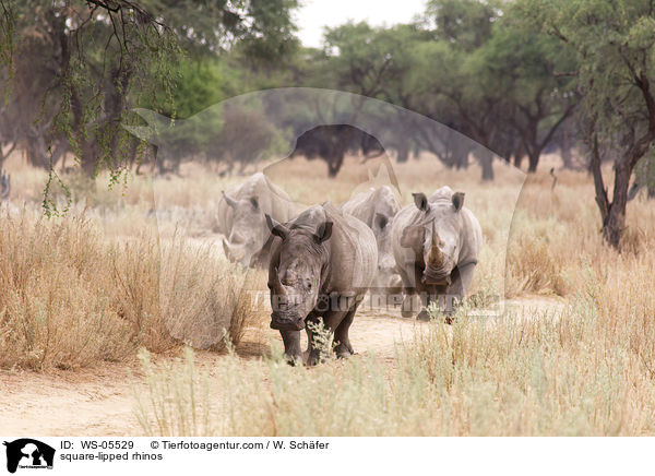 Breitmaulnashrner / square-lipped rhinos / WS-05529