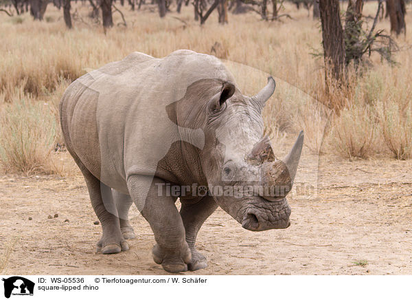 Breitmaulnashorn / square-lipped rhino / WS-05536