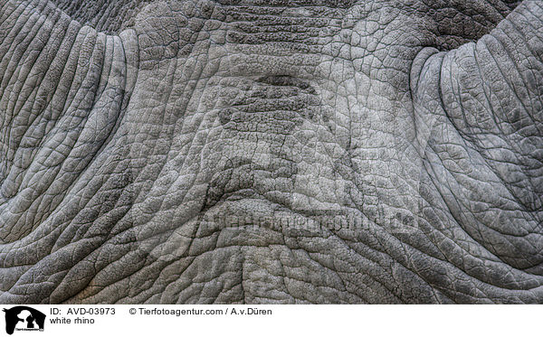 Breitmaulnashorn / white rhino / AVD-03973