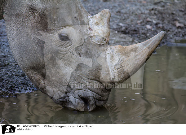 white rhino / AVD-03975