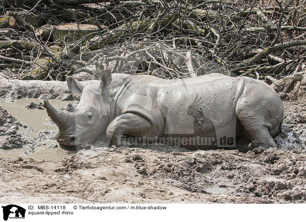 Breitmaulnashorn / square-lipped rhino / MBS-14118