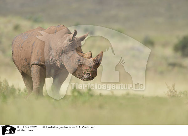 Breitmaulnashorn / white rhino / DV-03221