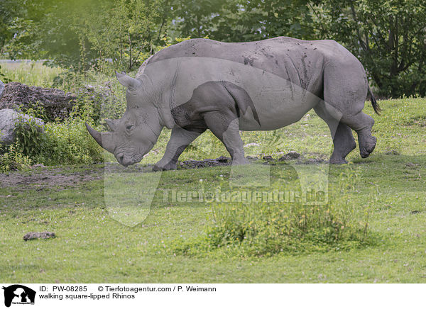 laufendes Breitmaulnashorn / walking square-lipped Rhinos / PW-08285