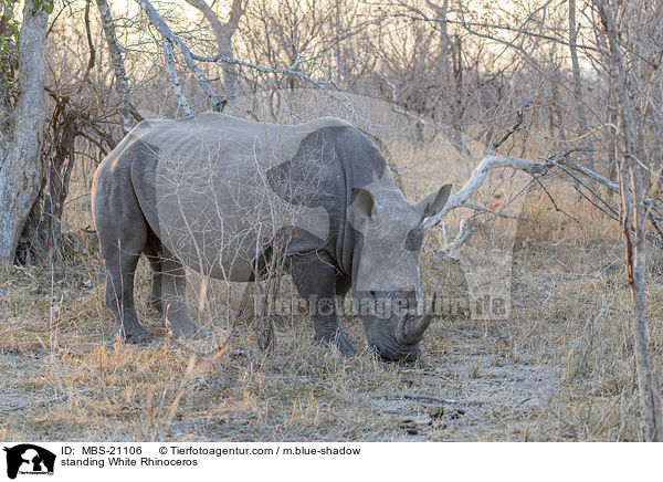stehendes Breitmaulnashorn / standing White Rhinoceros / MBS-21106