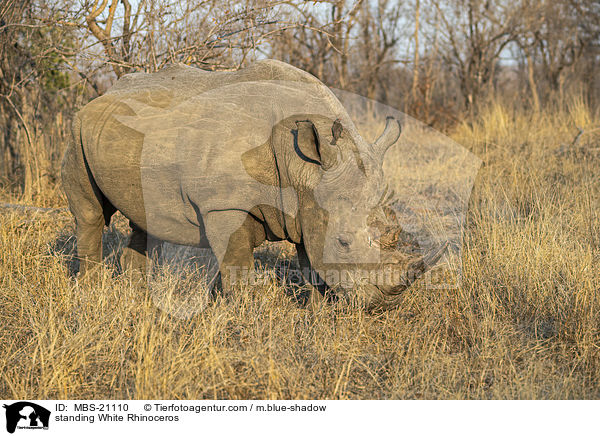stehendes Breitmaulnashorn / standing White Rhinoceros / MBS-21110
