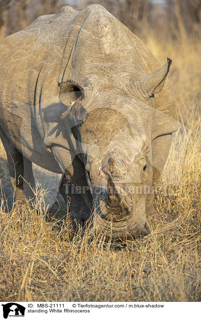 standing White Rhinoceros / MBS-21111