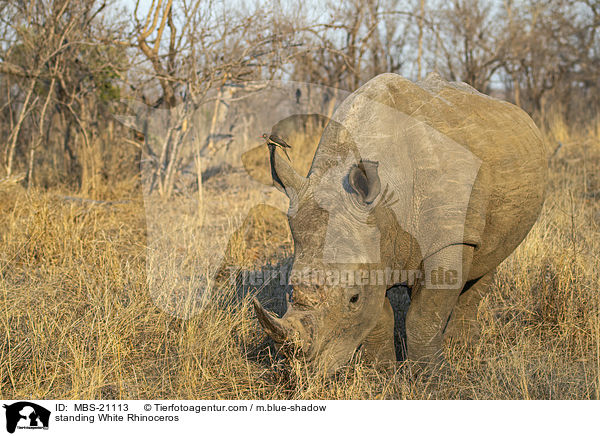 stehendes Breitmaulnashorn / standing White Rhinoceros / MBS-21113