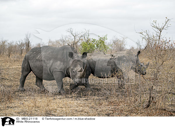 White Rhinoceros / MBS-21118